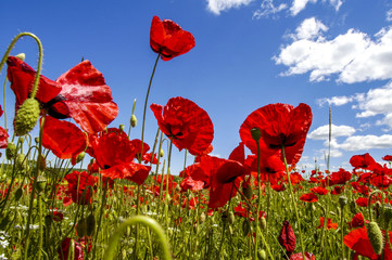 Corn poppy in blossom, Slovenia, Southern Slovenia