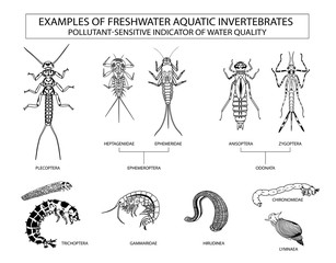 Examples of aquatic invertebrates, water quality indicators