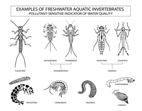 Examples of aquatic invertebrates, water quality indicators Stock Vector |  Adobe Stock