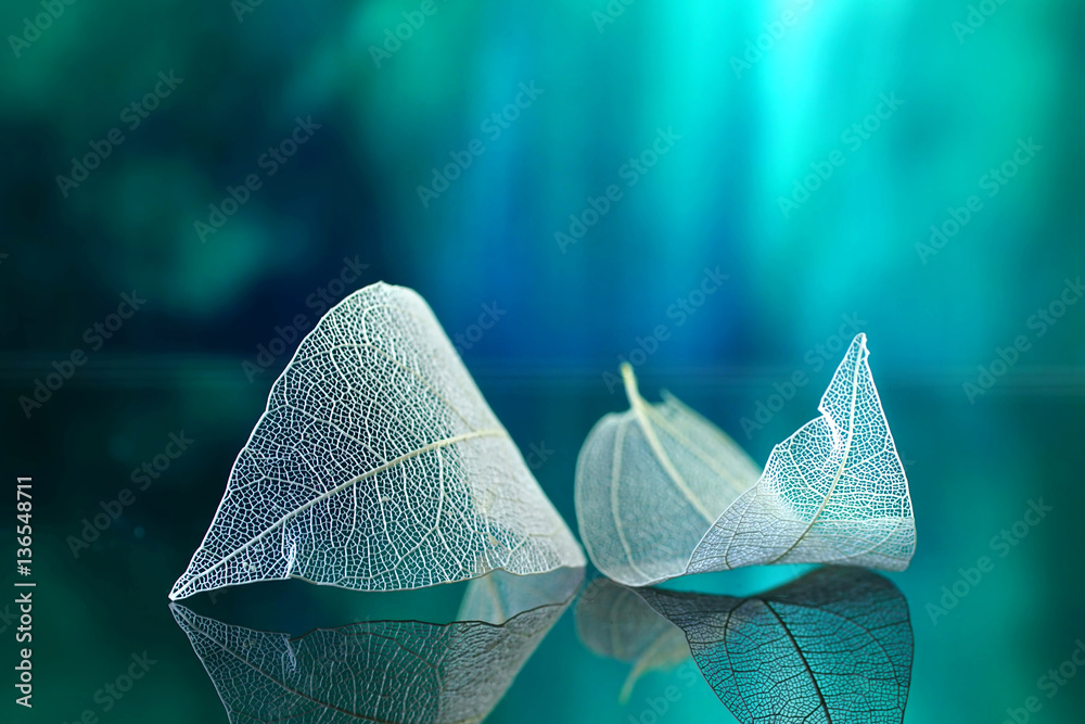Aufkleber White transparent leafs on mirror surface with reflection on green background macro. Abstract artistic image template border natural dreamy image.