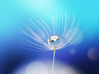Papier Peint Lavable Dent de lion Goutte d& 39 eau de beauté rosée de pluie sur une graine de pissenlit avec reflet de fleur sur une macro de fond bleu. Image artistique rêveuse d& 39 air léger.
