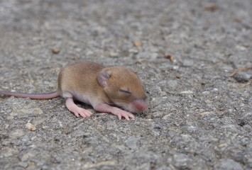 Baby mouse
