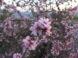 Fototapeta premium Flower on Almond Tree
