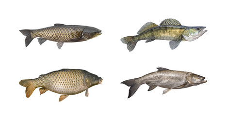 Chub fish isolated on white - obrazy, fototapety, plakaty