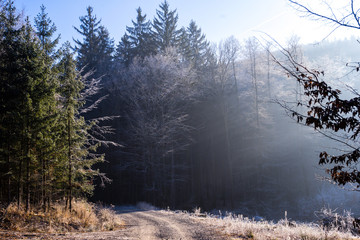 Obraz premium Winter forest with road and sunlight, big trees covered frost, beautiful season landscape