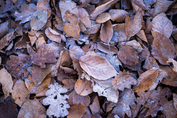 Leaves with frost on the ground on a cold winter day. Detail view.