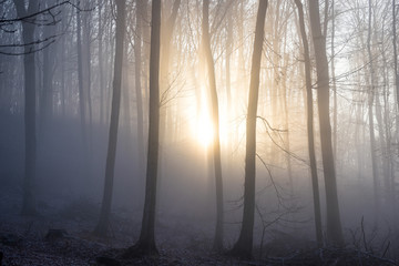 Obraz premium Światło słoneczne wpada do mglistego lasu liściastego przed zachodem słońca. Tajemnicze lasy.