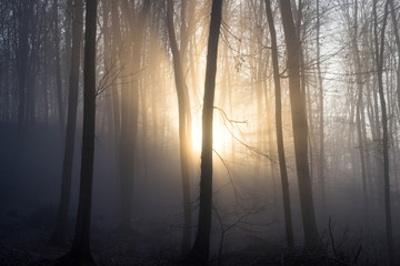 Sunlight enters misty deciduous forest before sunset. Mysterious woods.