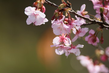 河津桜