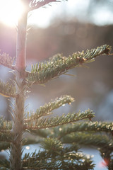 Obraz premium Detail view of pine tree with glowing sun. Selective focus.