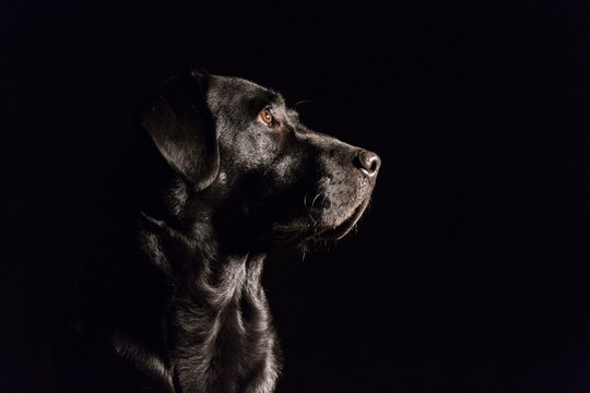 portrait of a black labrador