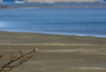 浜辺の枝に止る鳥