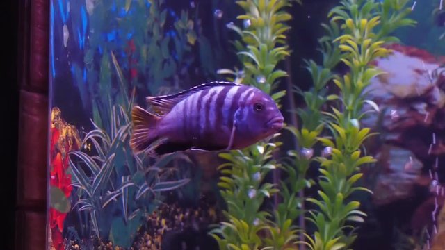With colored cichlid aquarium. Full HD
