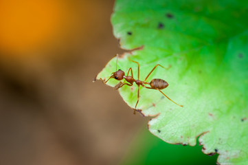 closed up : Red ant  working on tree  in the garden