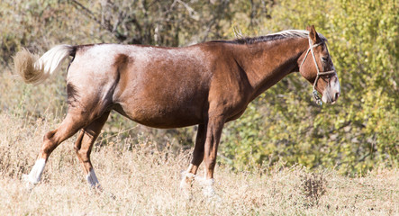 red horse on nature in autumn