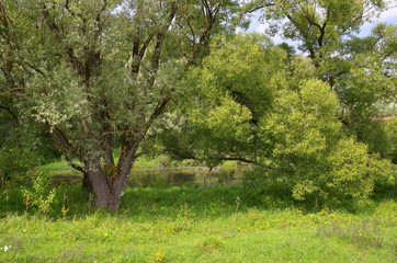 Summer landscape with willows near the water