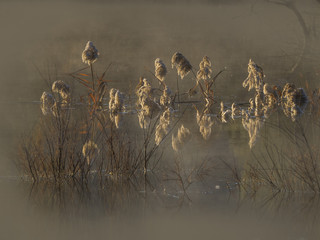 misty grasses