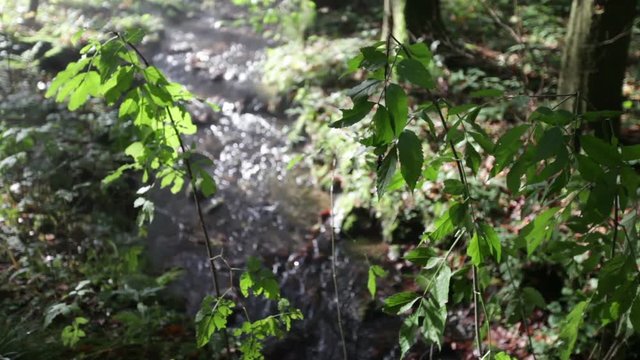 river with green leafes