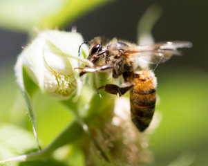 bee on flowers in nature. macro