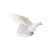 white dove on a white background