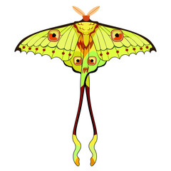 Butterfly Madagascar comet moth moon. illustration © orpoliii