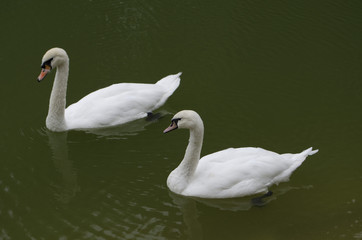 Obraz premium White swans on the green water