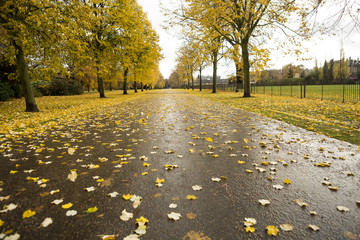 Autumn in London. As autumn comes to an end carpets of autumn leaves cover the ground and get...