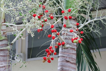 Raja Lipstick Palm Cyrtostachys renda  Sealing wax , Lipstick ,