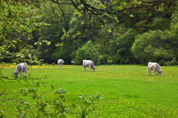 Obraz premium the pass cows in the field