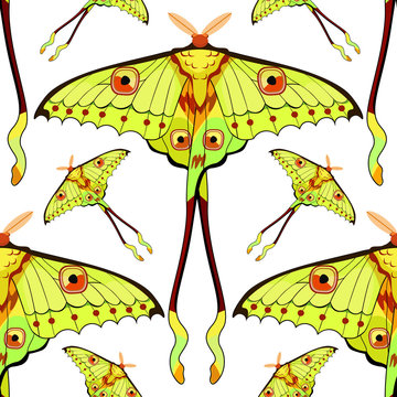 seamless pattern Butterfly Madagascar comet moth moon  