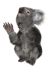 Obraz premium 3D Rendering Koala Bear on White