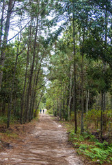 Fototapeta na wymiar walkway in pine forest