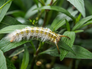 Fototapeta premium closeup caterpillar on green leaf background