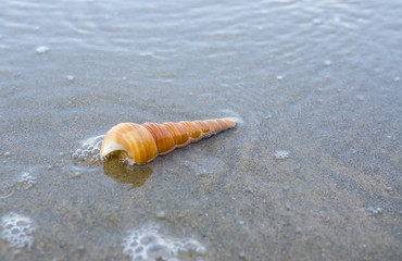 Shells on the beach