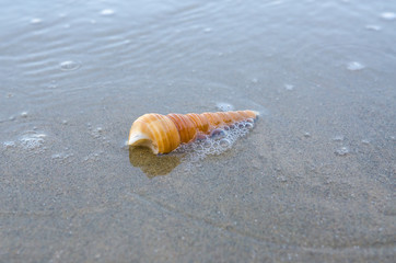 Shells on the beach