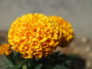 アフリカンマリーゴールド