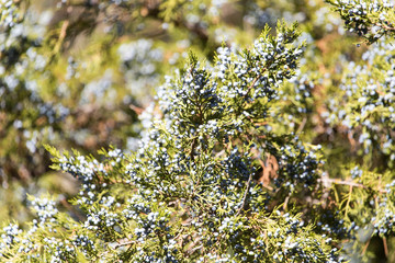 Green Hedge of Thuja Trees