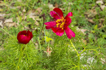 image background bright red wild peony flowers in the desert on the plateau of Crimean mountains