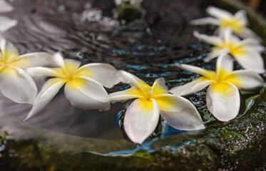 The beauty of the flowers in the garden Soft-focus image