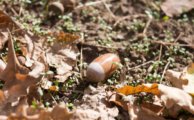 acorn on the ground © schankz