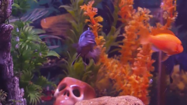 A cichlid aquarium, Full hd