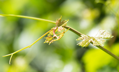 young grapes on nature