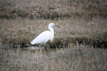 Aigrette
