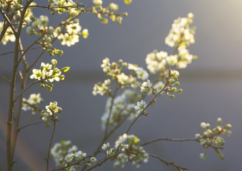 Image blurred background blooming branch of a plum in the spring on a bright sunny day