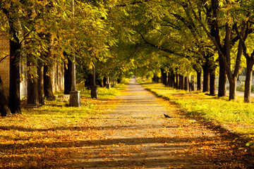 Fototapeta na wymiar road with trees