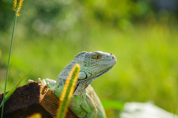 one green iguana lizard rests on a log and heats up in the sun.on summer Meadow
