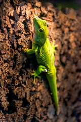 gecko