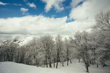 Beautiful Winter landscape
