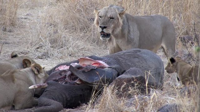 Masai lion or East African lion (Panthera leo nubica syn. Panthera leo massaica) with an African bush elephant (Loxodonta africana) that they have killed. Tanzania
