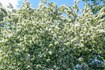 Blossoming apple